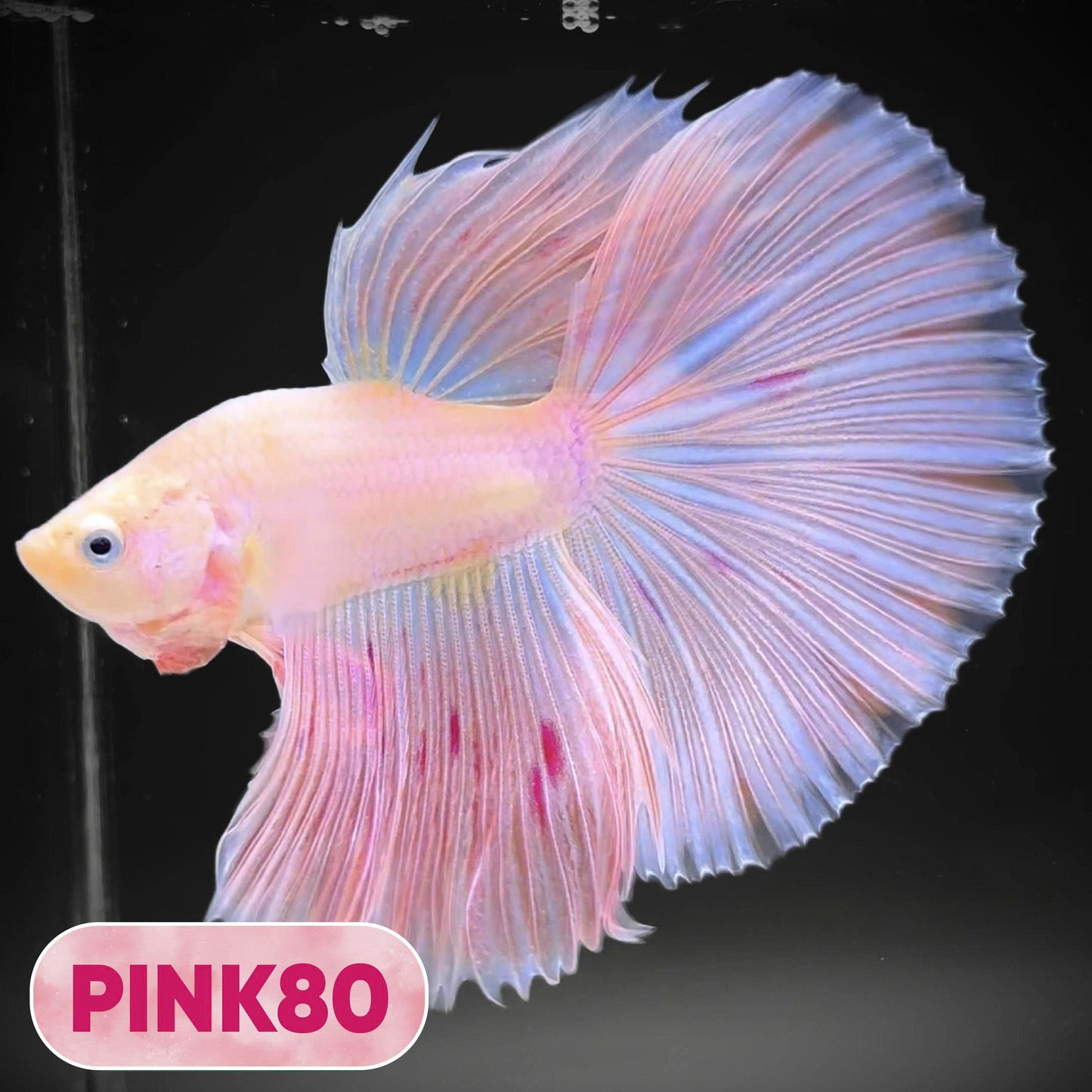 Pink Halfmoon Male Betta Fish | You Pick Fish | Order Directly From Farm