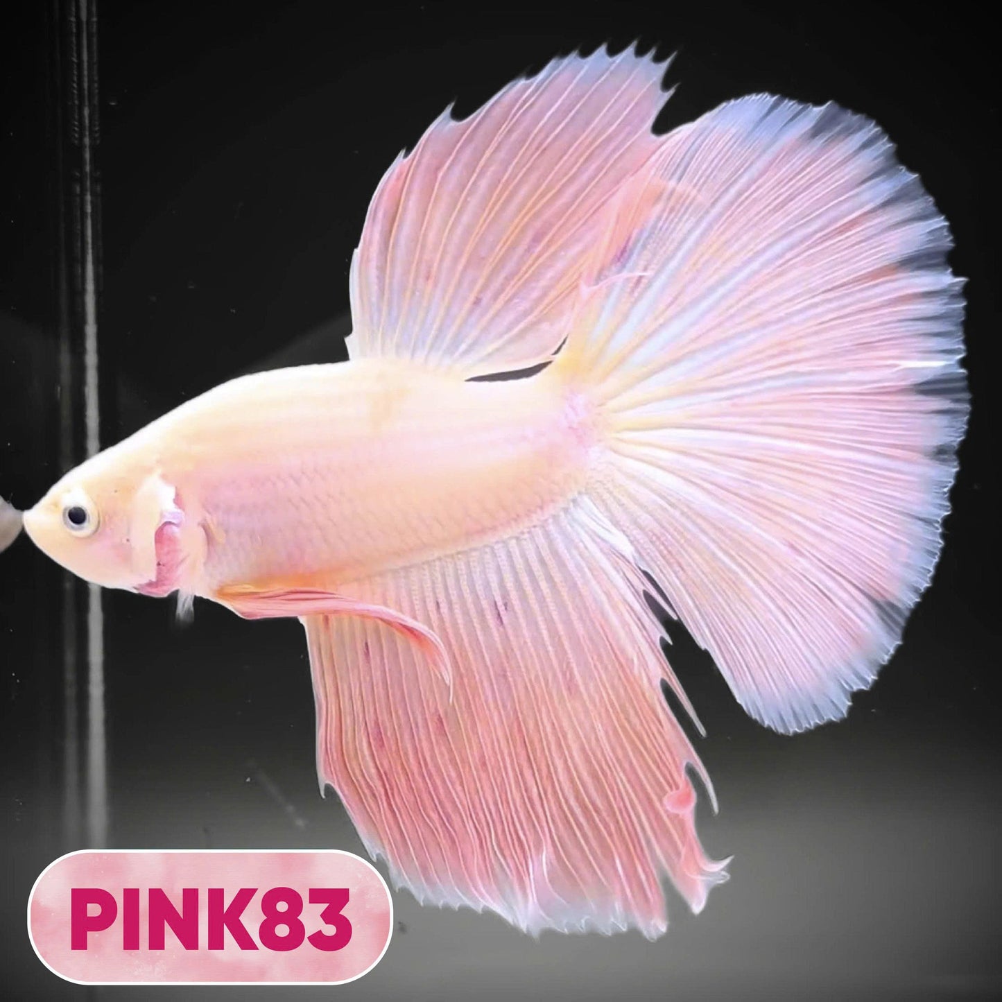 Pink Halfmoon Male Betta Fish | You Pick Fish | Order Directly From Farm
