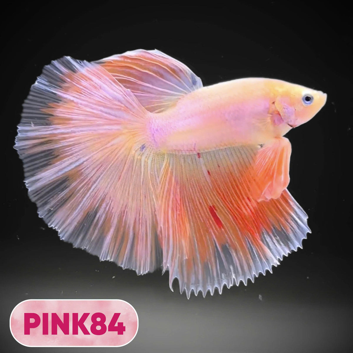 Pink Halfmoon Male Betta Fish | You Pick Fish | Order Directly From Farm