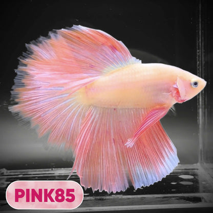 Pink Halfmoon Male Betta Fish | You Pick Fish | Order Directly From Farm