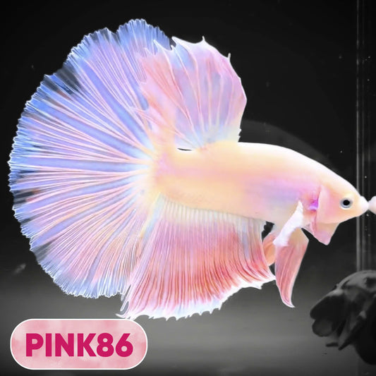 Pink Halfmoon Male Betta Fish | You Pick Fish | Order Directly From Farm