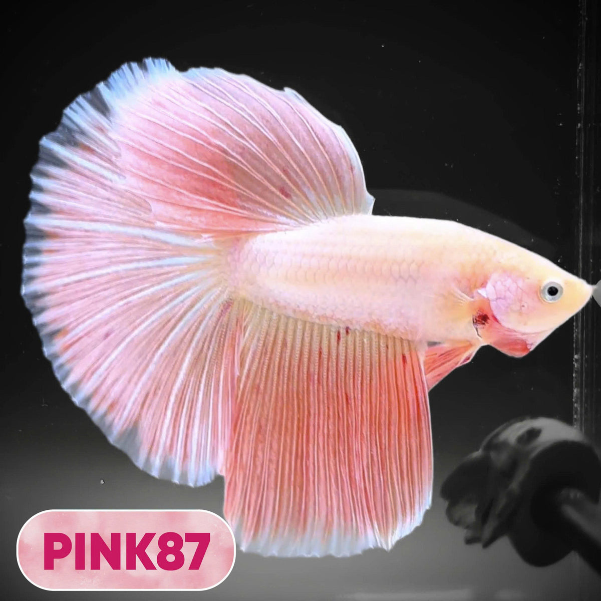 Pink Halfmoon Male Betta Fish | You Pick Fish | Order Directly From Farm
