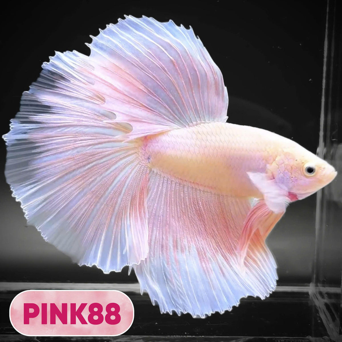Pink Halfmoon Male Betta Fish | You Pick Fish | Order Directly From Farm