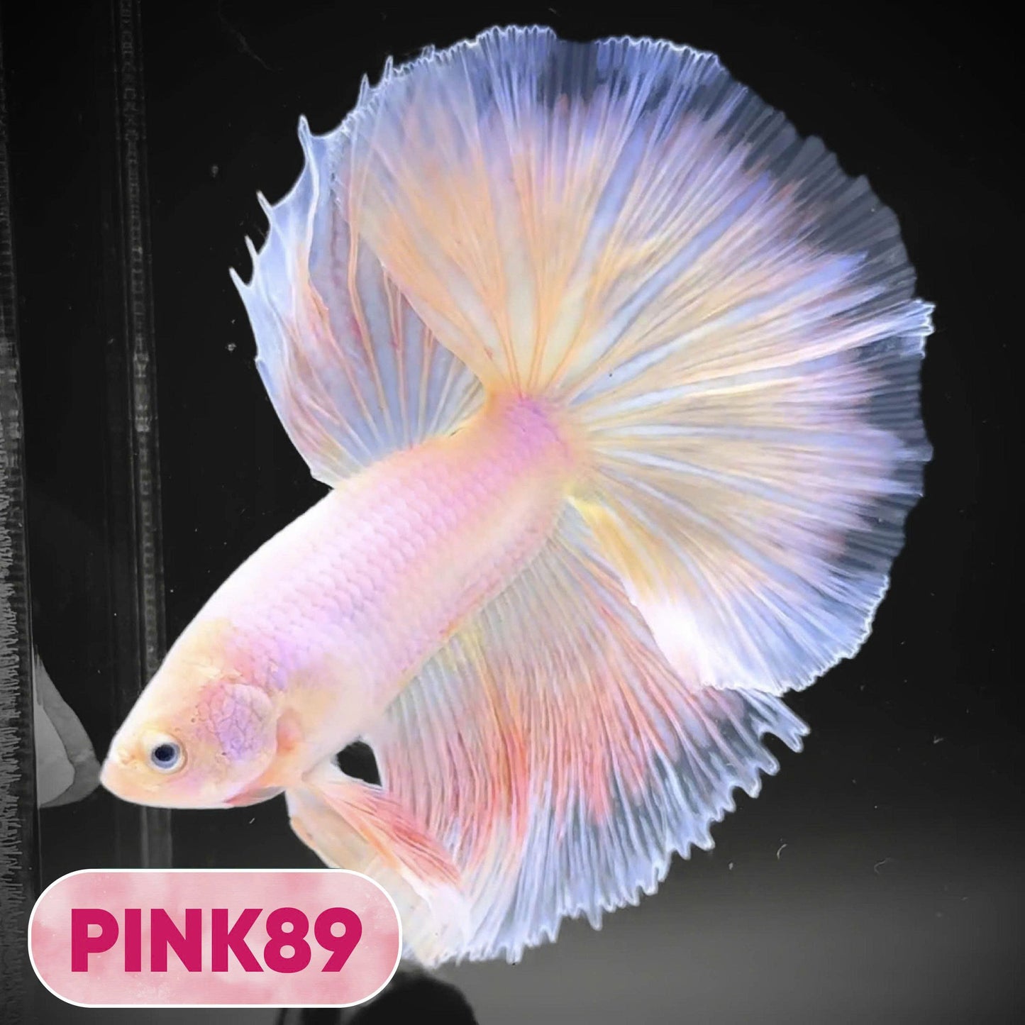 Pink Halfmoon Male Betta Fish | You Pick Fish | Order Directly From Farm