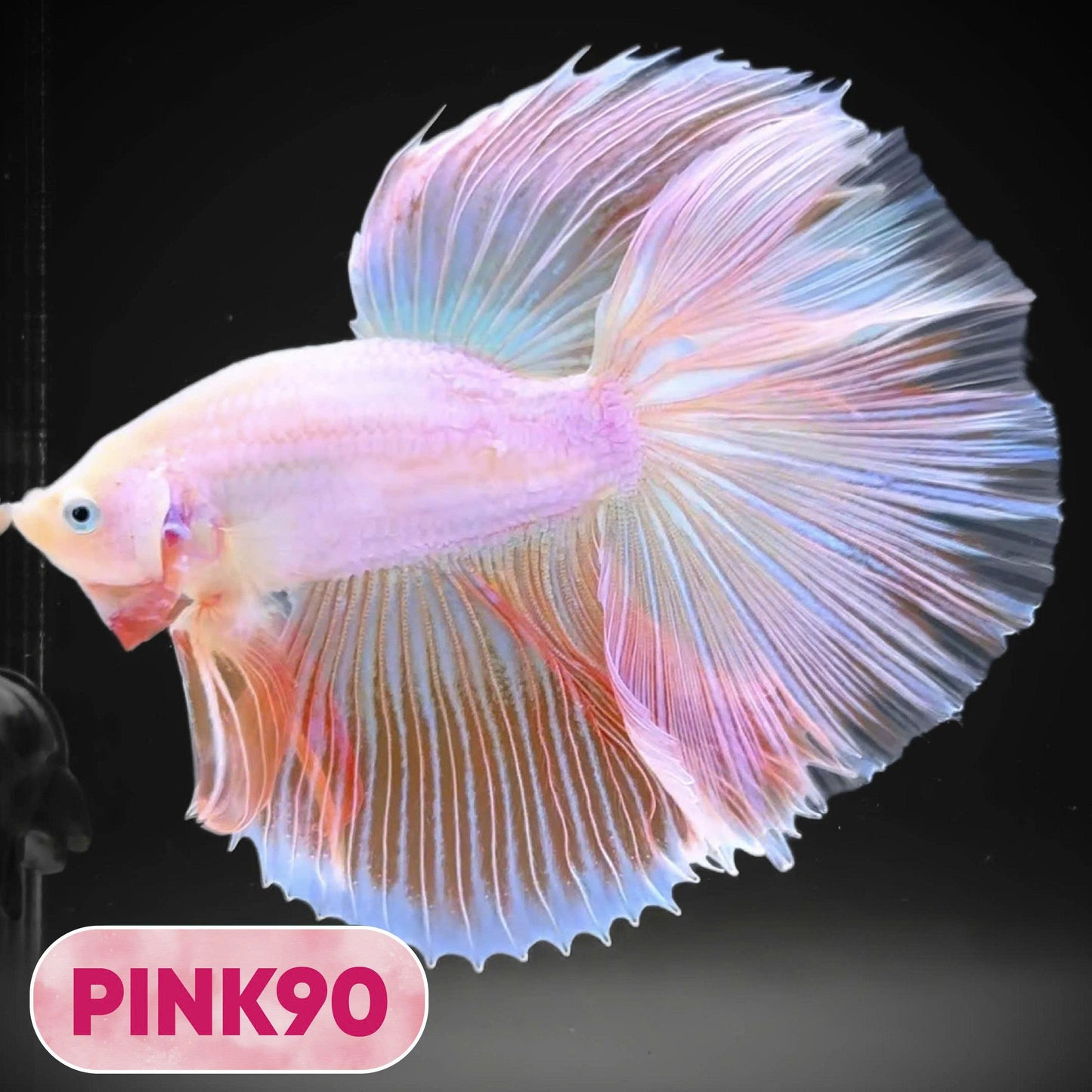 Pink Halfmoon Male Betta Fish | You Pick Fish | Order Directly From Farm