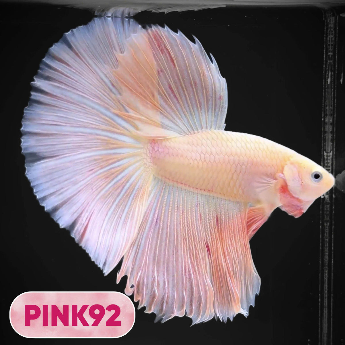 Pink Halfmoon Male Betta Fish | You Pick Fish | Order Directly From Farm