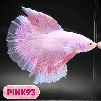 Pink Halfmoon Male Betta Fish | You Pick Fish | Order Directly From Farm