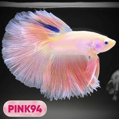 Pink Halfmoon Male Betta Fish | You Pick Fish | Order Directly From Farm