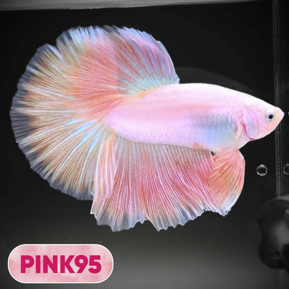 Pink Halfmoon Male Betta Fish | You Pick Fish | Order Directly From Farm