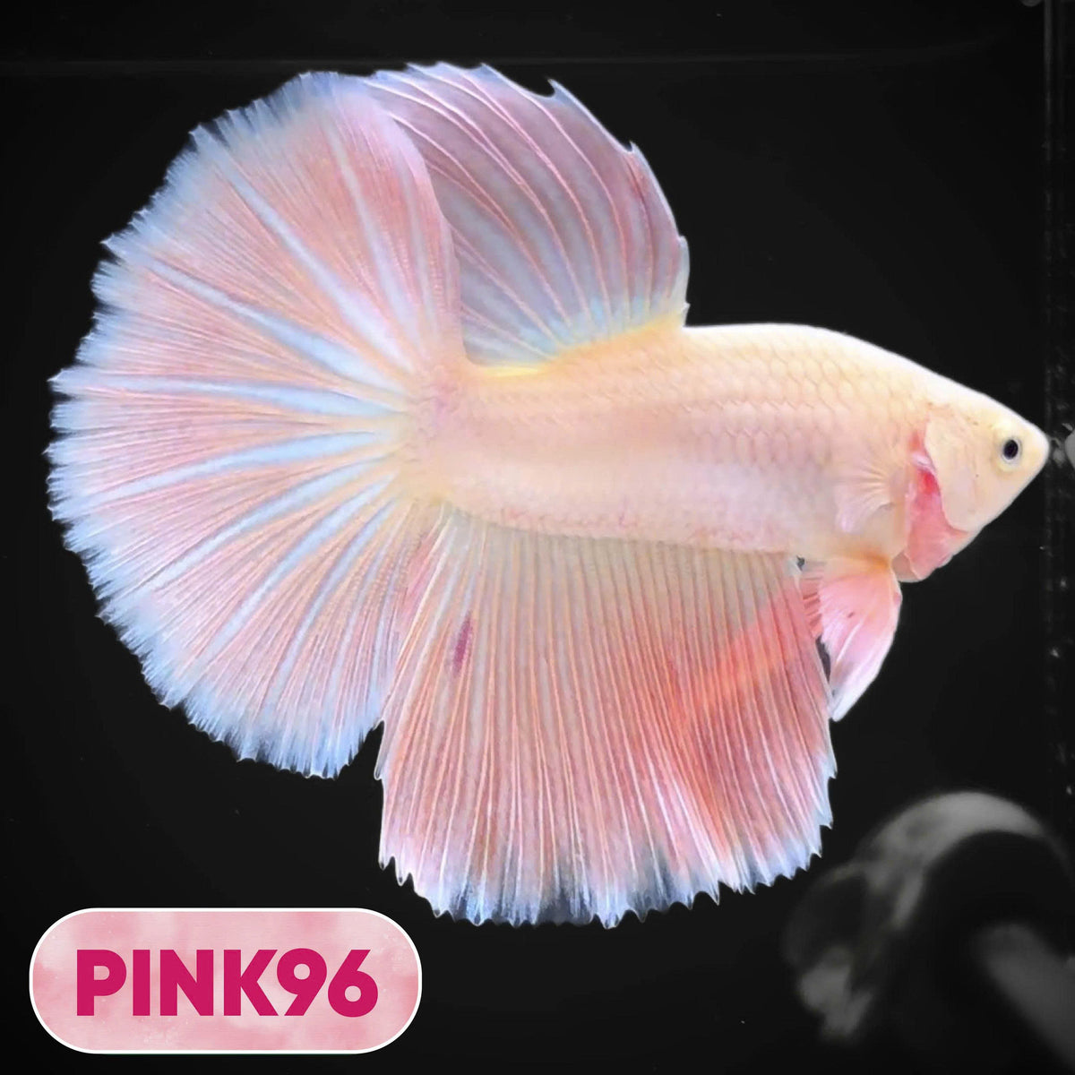 Pink Halfmoon Male Betta Fish | You Pick Fish | Order Directly From Farm