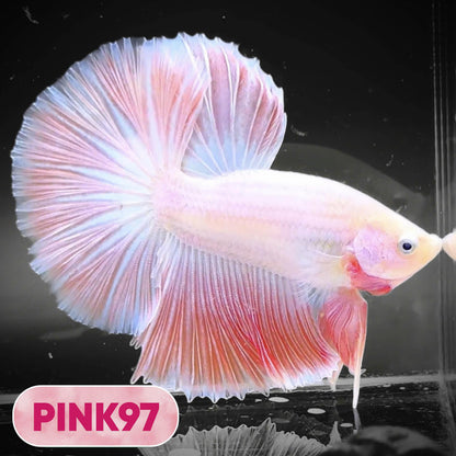 Pink Halfmoon Male Betta Fish | You Pick Fish | Order Directly From Farm