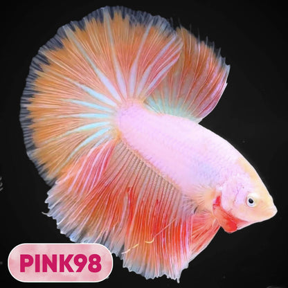 Pink Halfmoon Male Betta Fish | You Pick Fish | Order Directly From Farm
