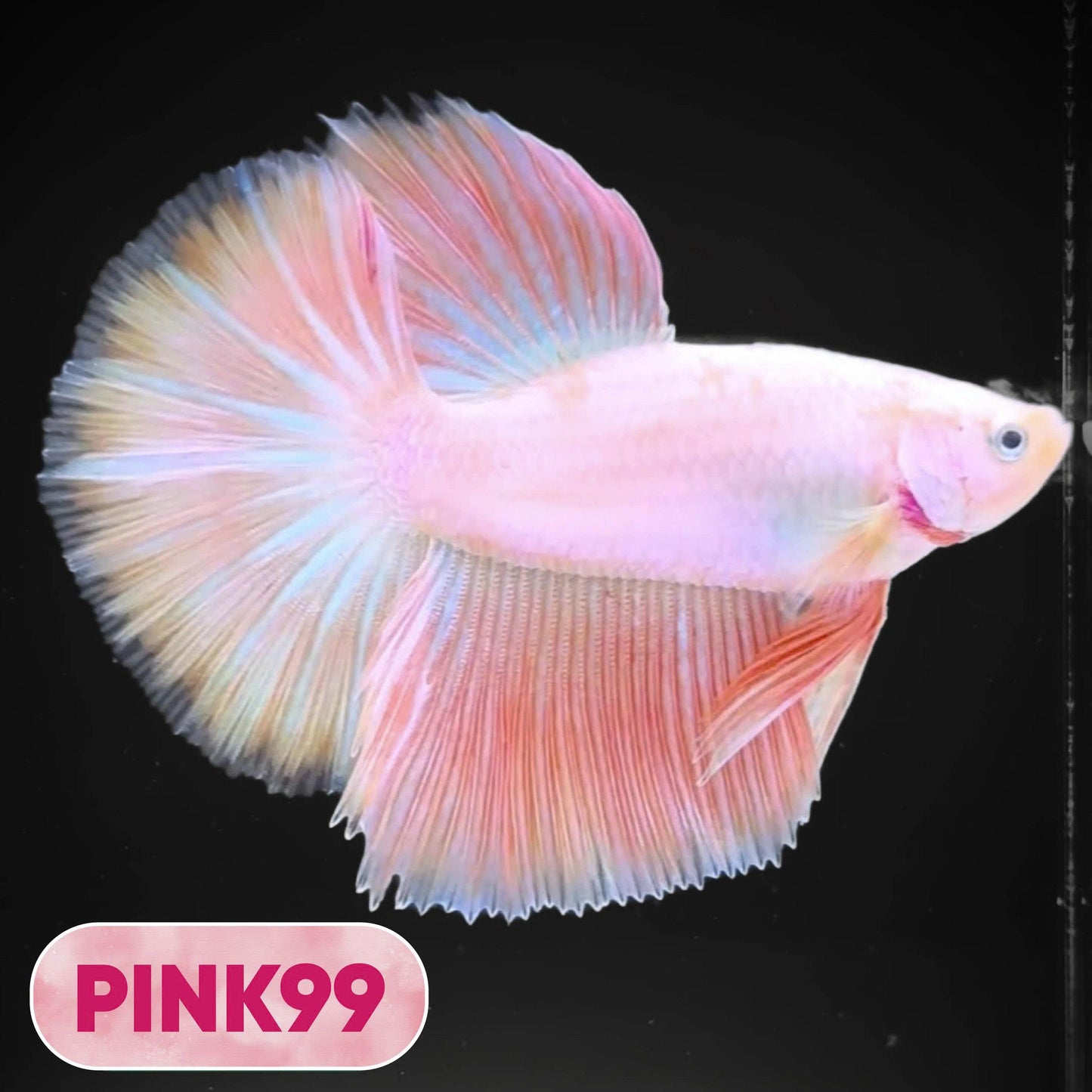 Pink Halfmoon Male Betta Fish | You Pick Fish | Order Directly From Farm