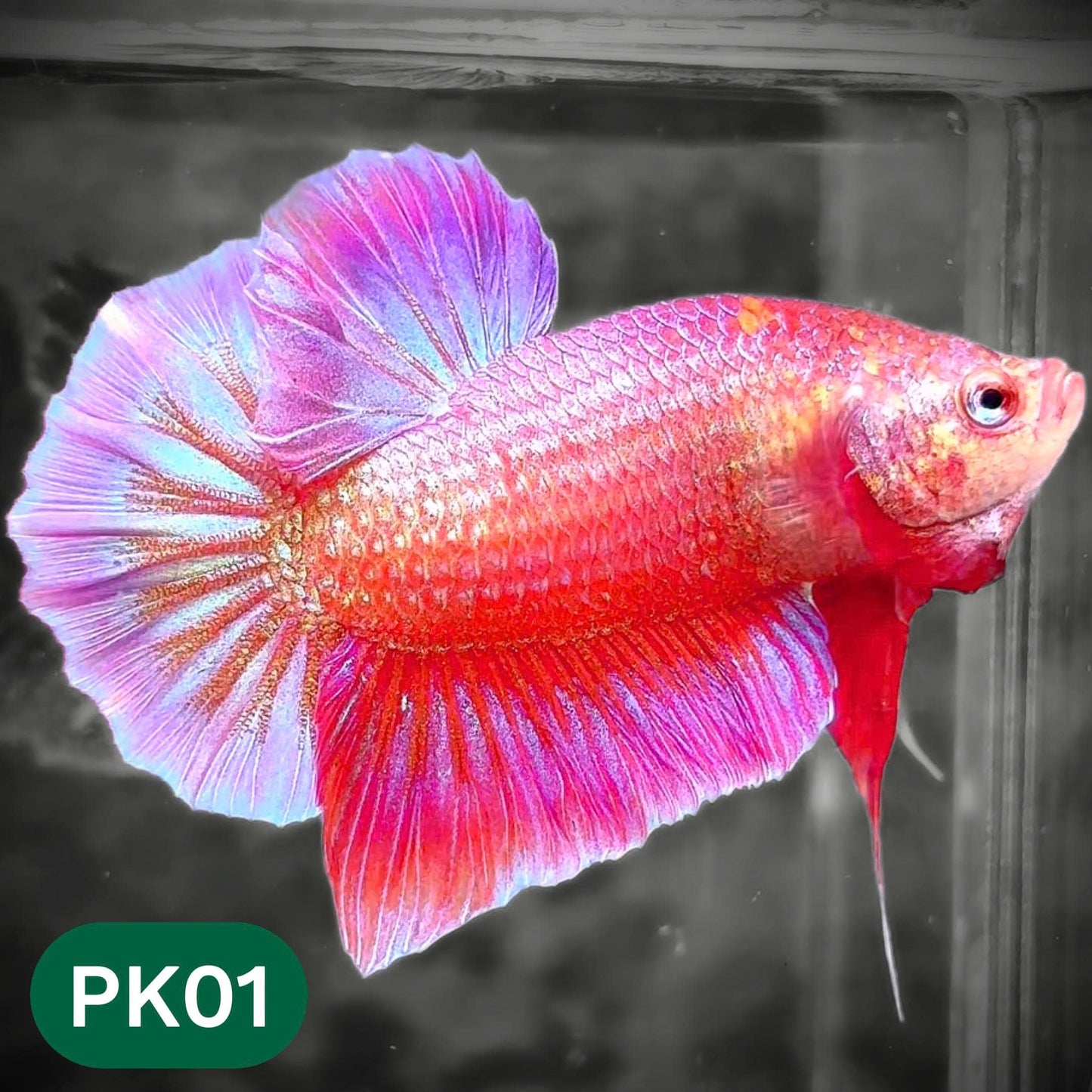 Pink Plakat Male Betta Fish | You Pick Fish | Rare Color