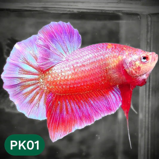 Pink Plakat Male Betta Fish | You Pick Fish | Rare Color