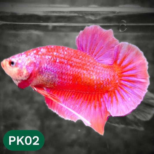 Pink Plakat Male Betta Fish | You Pick Fish | Rare Color