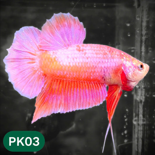 Pink Plakat Male Betta Fish | You Pick Fish | Rare Color