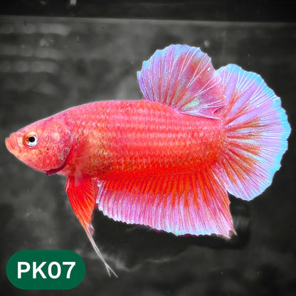 Pink Plakat Male Betta Fish | You Pick Fish | Rare Color