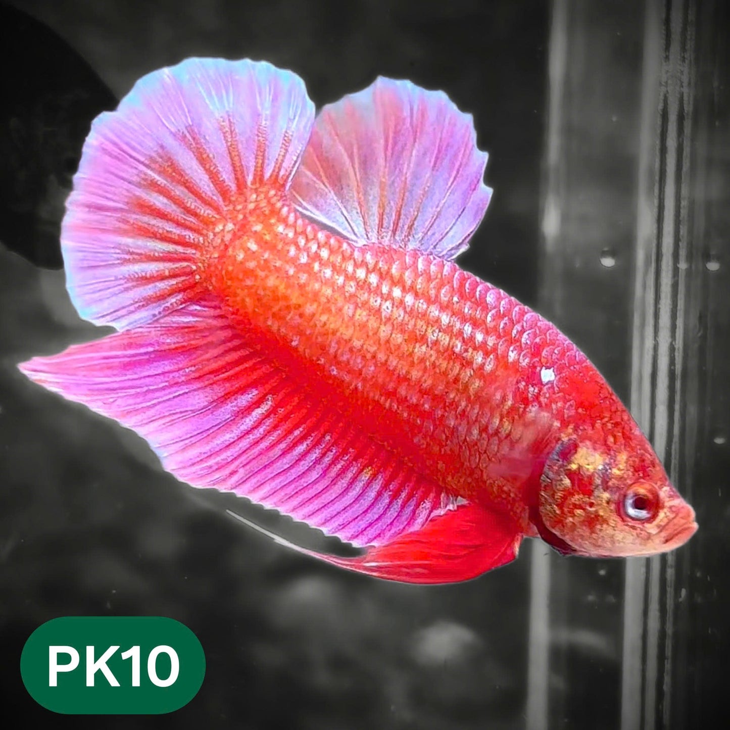 Pink Plakat Male Betta Fish | You Pick Fish | Rare Color