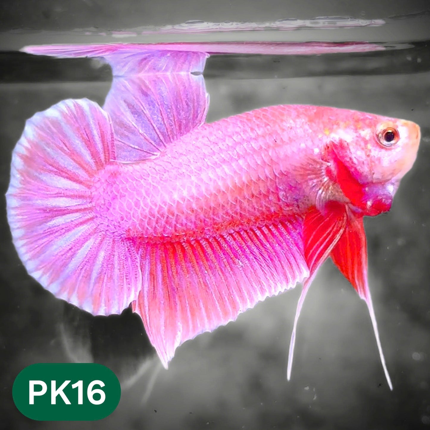 Pink Plakat Male Betta Fish | You Pick Fish | Rare Color