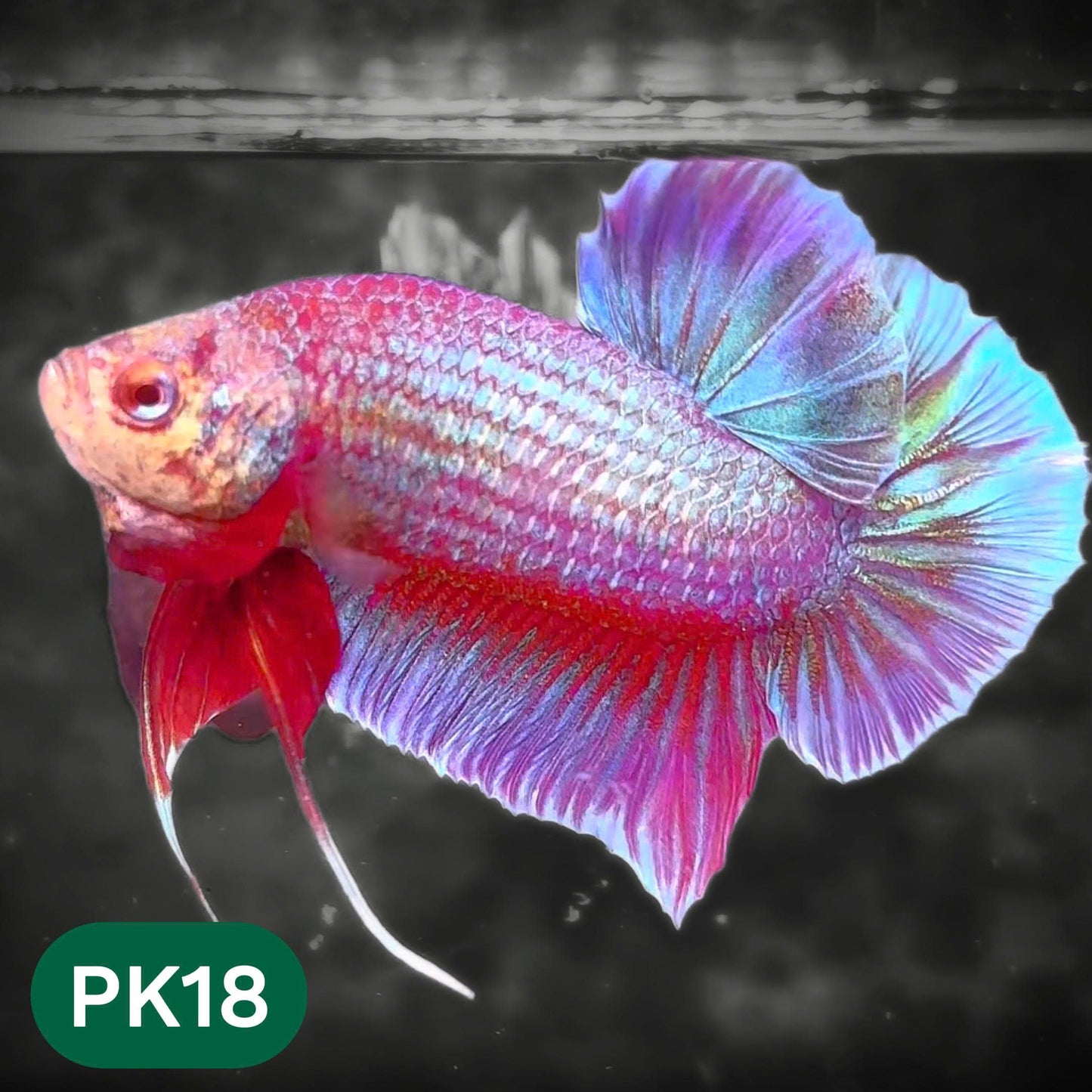 Pink Plakat Male Betta Fish | You Pick Fish | Rare Color