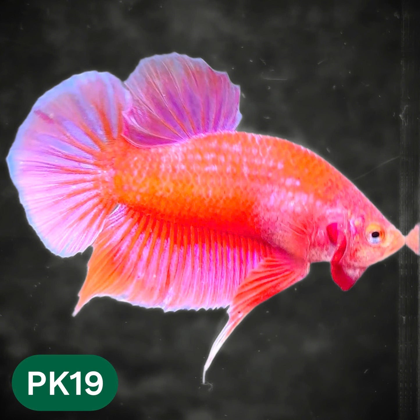 Pink Plakat Male Betta Fish | You Pick Fish | Rare Color