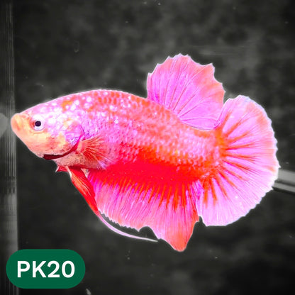 Pink Plakat Male Betta Fish | You Pick Fish | Rare Color