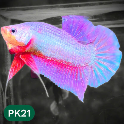 Pink Plakat Male Betta Fish | You Pick Fish | Rare Color