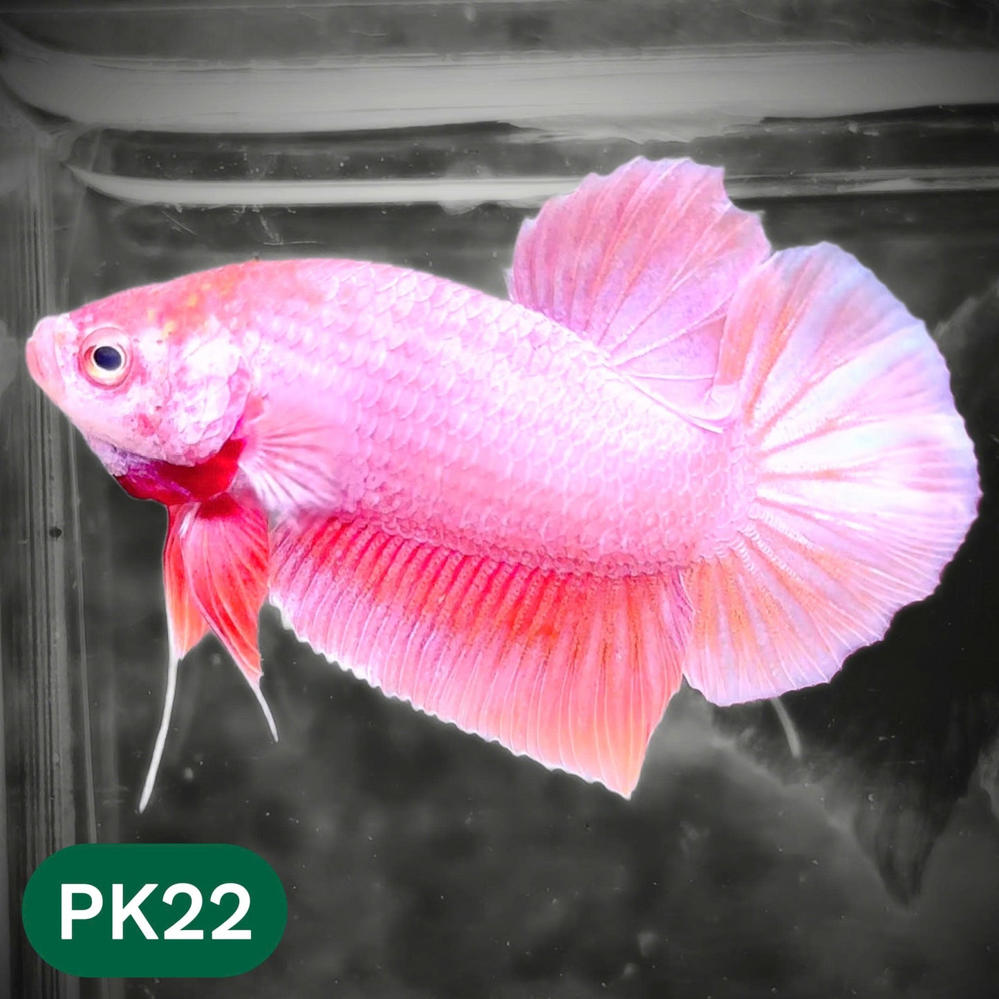 Pink Plakat Male Betta Fish | You Pick Fish | Rare Color