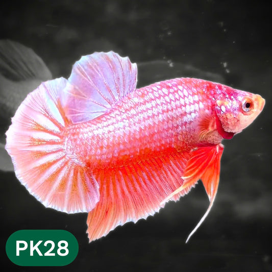 Pink Plakat Male Betta Fish | You Pick Fish | Rare Color