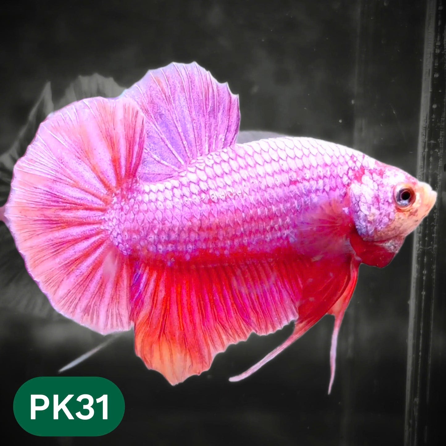 Pink Plakat Male Betta Fish | You Pick Fish | Rare Color