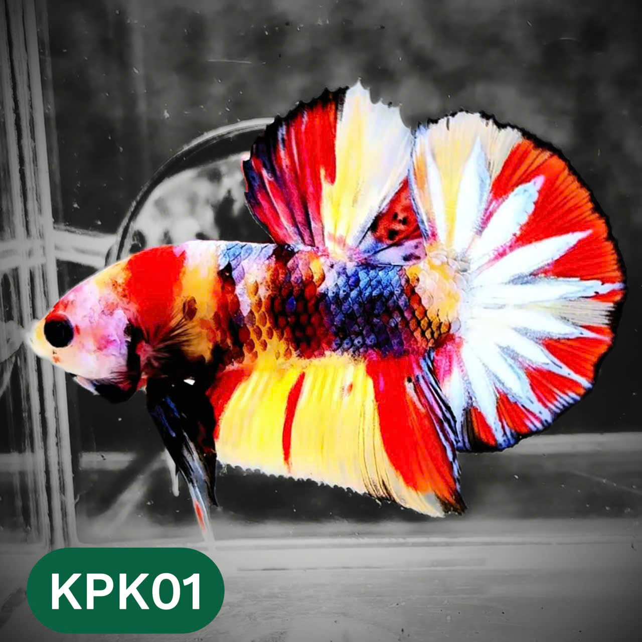 Multicolor Plakat Male Betta Fish |Show Grade|  You Pick Fish