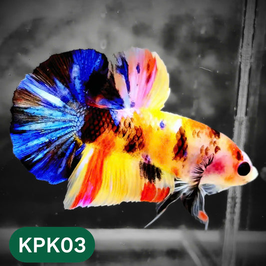Multicolor Plakat Male Betta Fish |Show Grade|  You Pick Fish