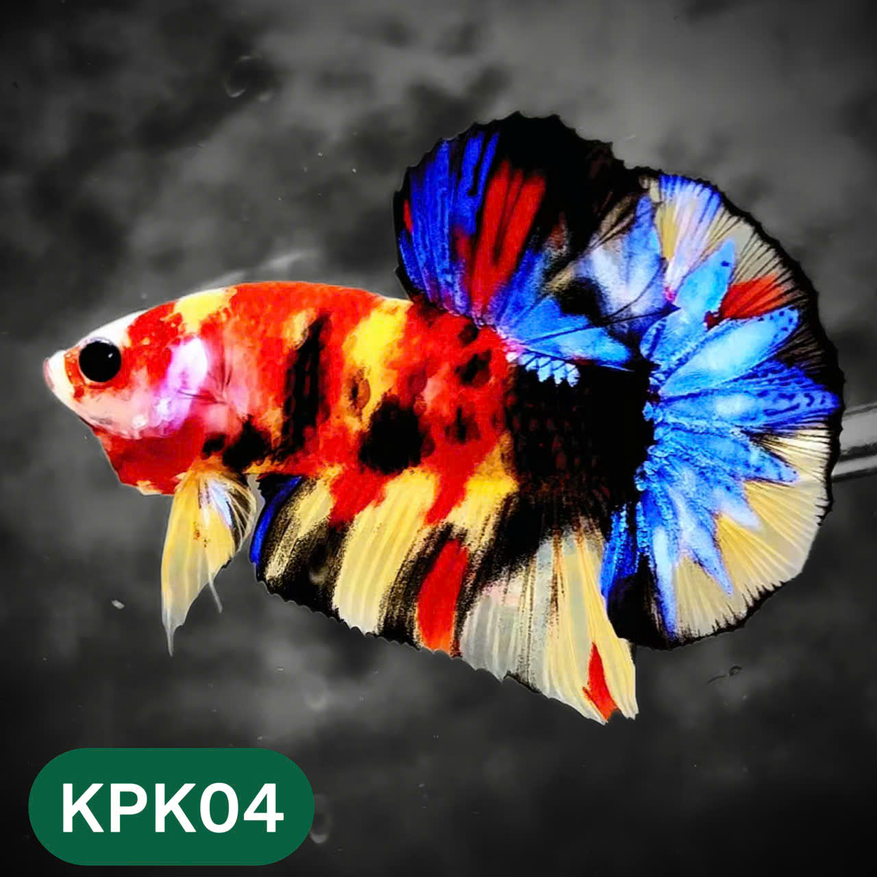 Multicolor Plakat Male Betta Fish |Show Grade|  You Pick Fish