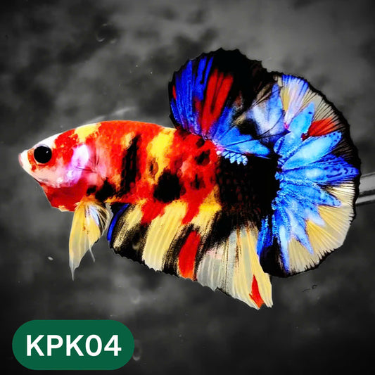 Multicolor Plakat Male Betta Fish |Show Grade|  You Pick Fish
