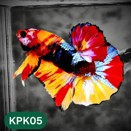 Multicolor Plakat Male Betta Fish |Show Grade|  You Pick Fish