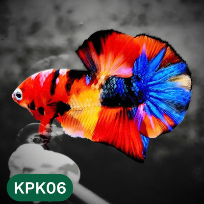 Multicolor Plakat Male Betta Fish |Show Grade|  You Pick Fish
