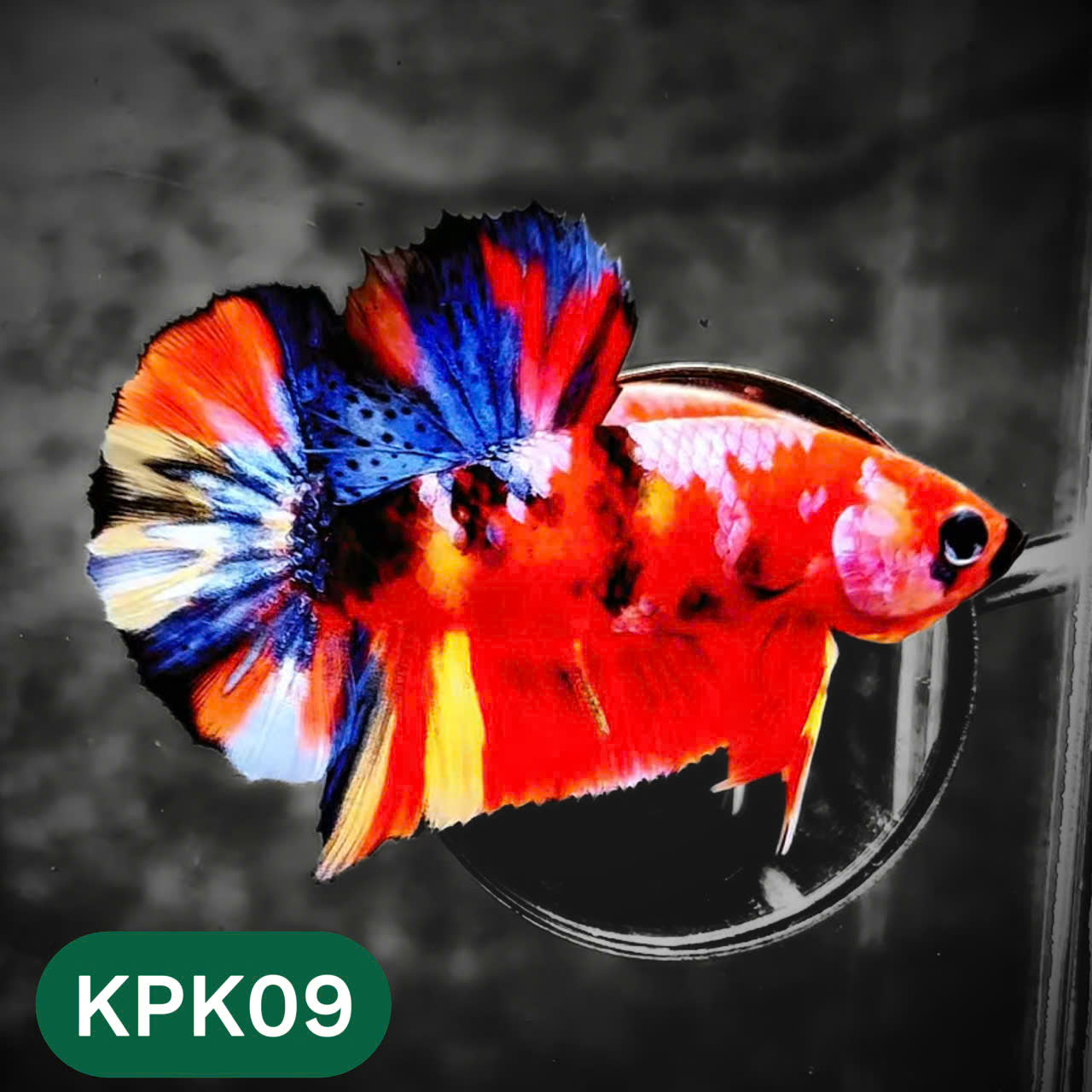 Multicolor Plakat Male Betta Fish |Show Grade|  You Pick Fish