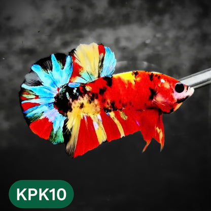Multicolor Plakat Male Betta Fish |Show Grade|  You Pick Fish
