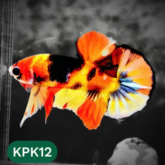 Multicolor Plakat Male Betta Fish |Show Grade|  You Pick Fish