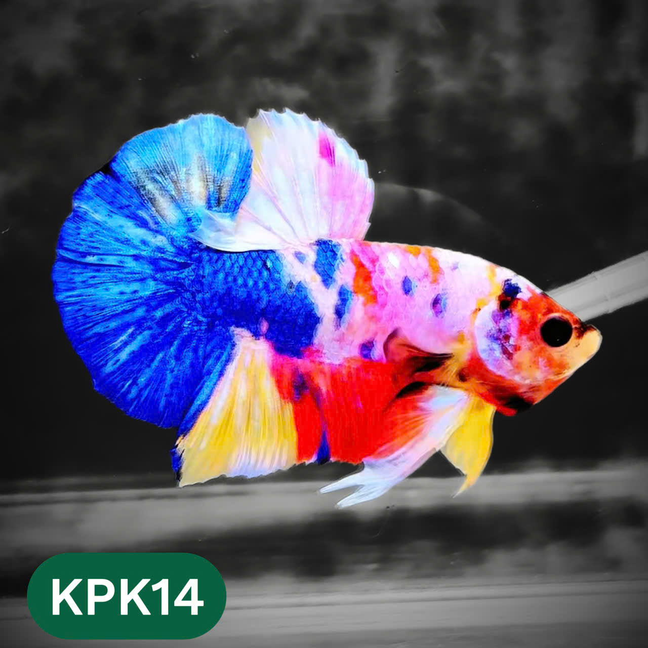 Multicolor Plakat Male Betta Fish |Show Grade|  You Pick Fish