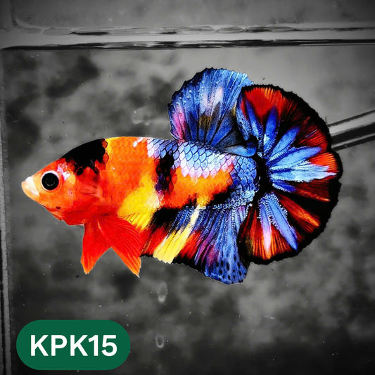 Multicolor Plakat Male Betta Fish |Show Grade|  You Pick Fish