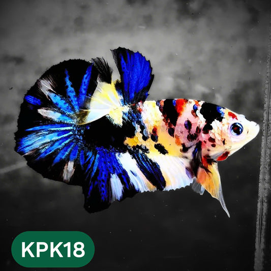 Multicolor Plakat Male Betta Fish |Show Grade|  You Pick Fish