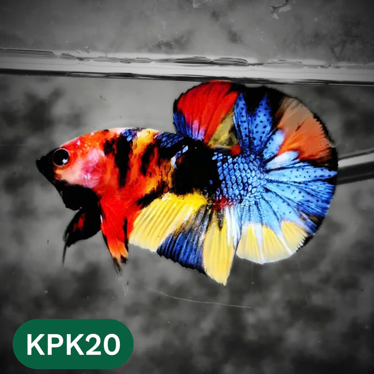 Multicolor Plakat Male Betta Fish |Show Grade|  You Pick Fish