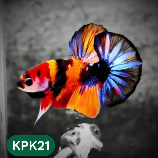 Multicolor Plakat Male Betta Fish |Show Grade|  You Pick Fish