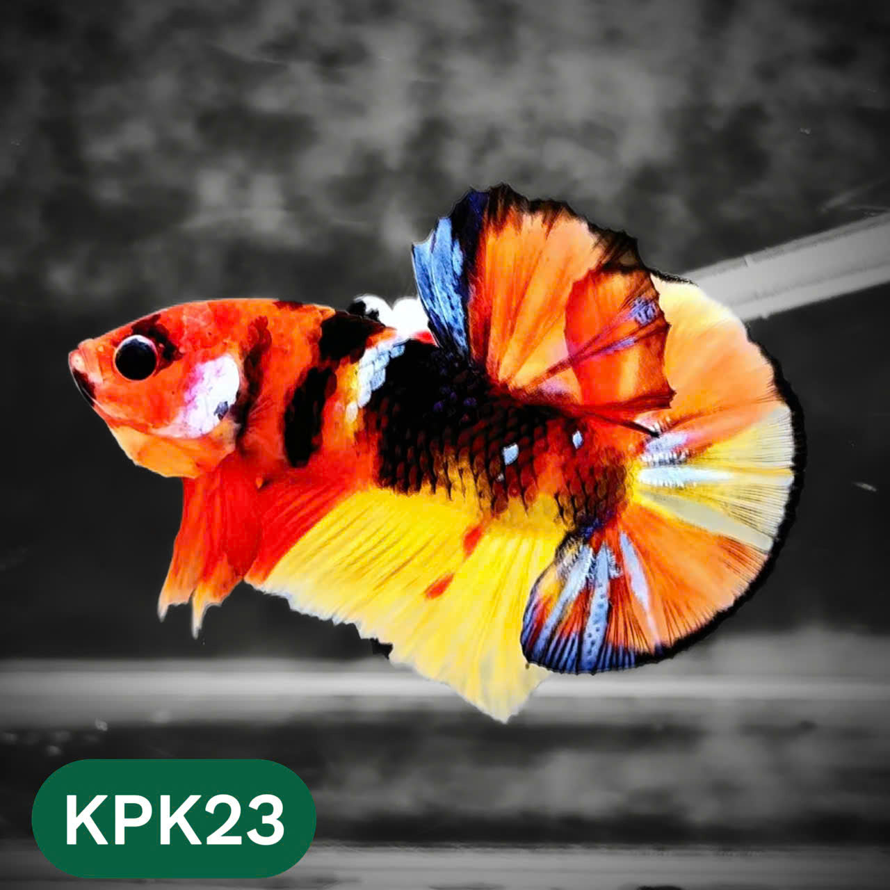 Multicolor Plakat Male Betta Fish |Show Grade|  You Pick Fish