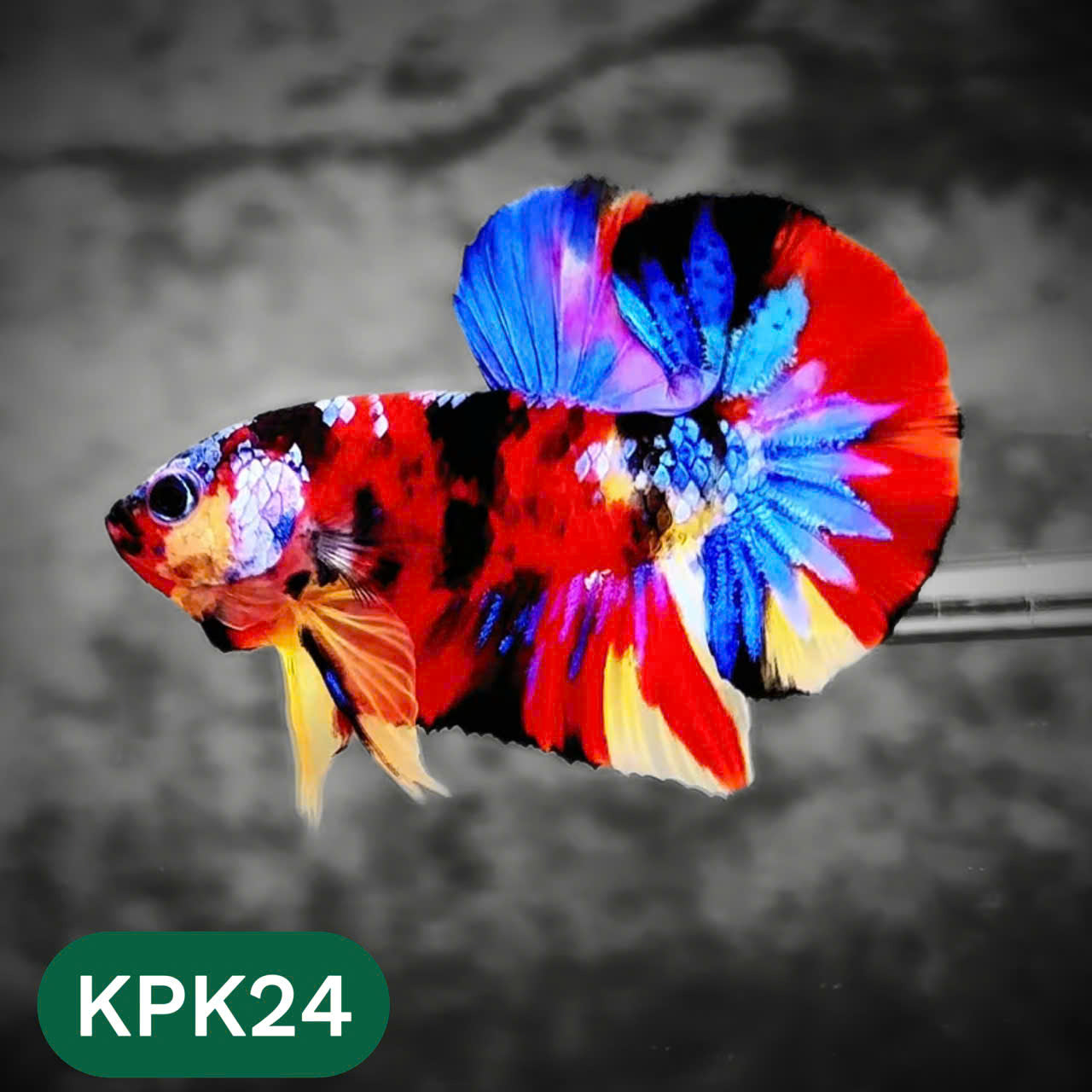 Multicolor Plakat Male Betta Fish |Show Grade|  You Pick Fish