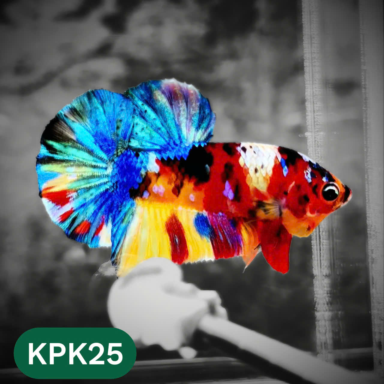 Multicolor Plakat Male Betta Fish |Show Grade|  You Pick Fish