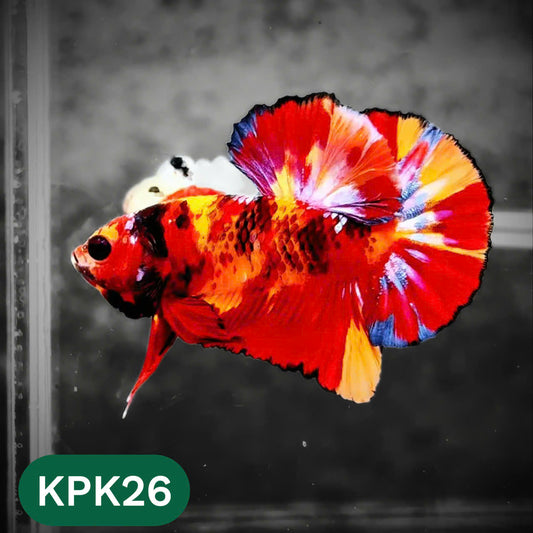 Multicolor Plakat Male Betta Fish |Show Grade|  You Pick Fish