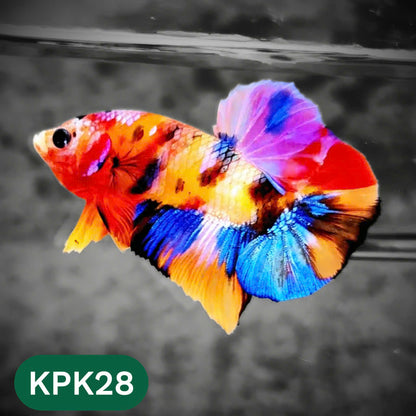 Multicolor Plakat Male Betta Fish |Show Grade|  You Pick Fish